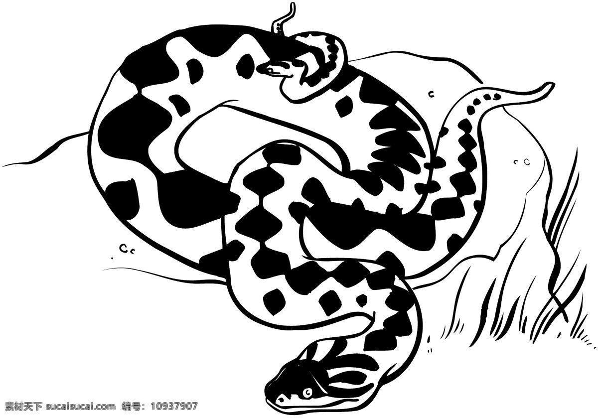 蛇 爬行动物 矢量素材 格式 eps格式 设计素材 矢量动物 矢量图库 白色