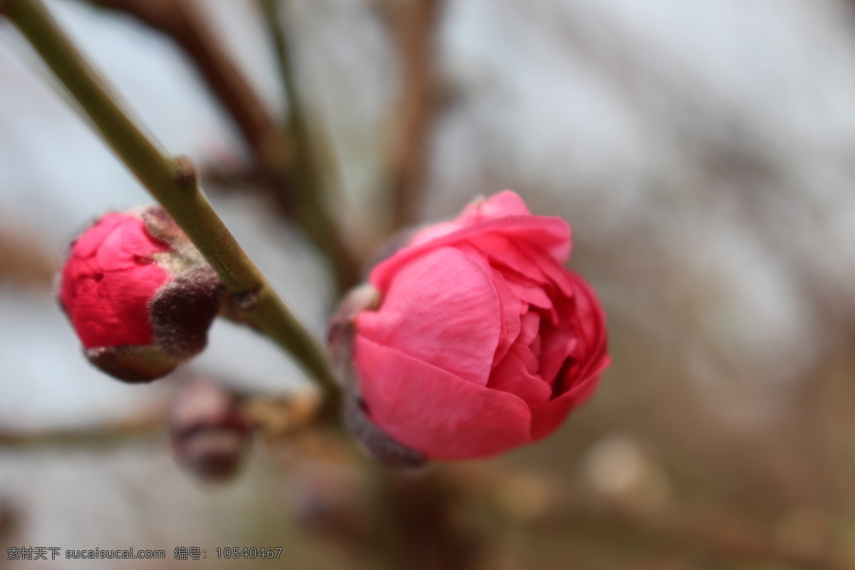 美丽的桃花 桃花 桃花运 植物 生物 春天 微距摄影 花园 桃树园 开花 幸福 吉祥 美丽 芳香 桃红 花朵 花草 生物世界 灰色