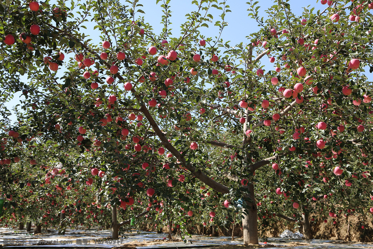 红彤彤大苹果 现代果园建设 静宁红富士 漂亮的苹果 苹果树 摄影图片包 自然景观 田园风光