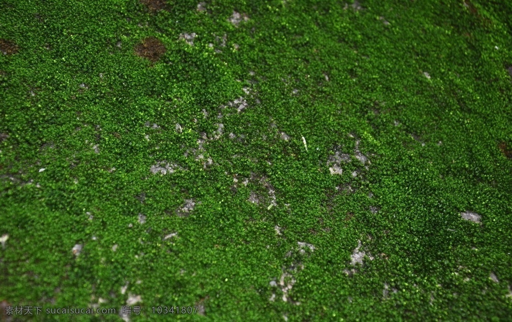 苔藓 绿色 草 高清照片 海草 地衣 树衣 小草 微生物 生物世界 其他生物