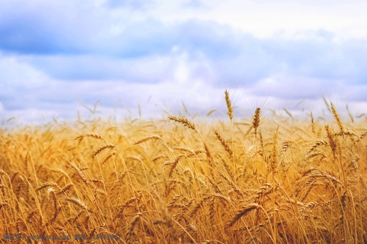 丰收的麦田 麦田 麦穗 粮食 丰收 农作物 自然美景 光芒 麦子 秋天 蓝天白云 成熟的庄稼 成熟的麦子