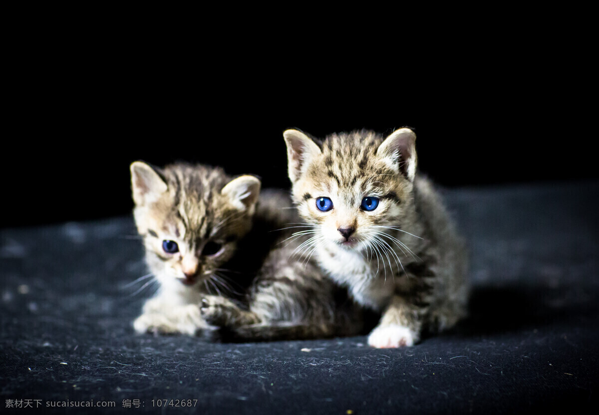 可爱猫咪 猫咪 可爱 宠物 动物 萌萌哒 自然生物 生物世界 野生动物