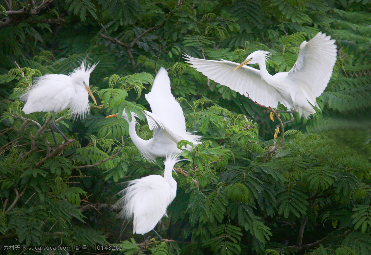 四只白鹭 栖息 展翅 白鹭 精灵 洁白 美丽 碧绿 树木 动物 生物世界 鸟类 天空之飞鸟 摄影图库