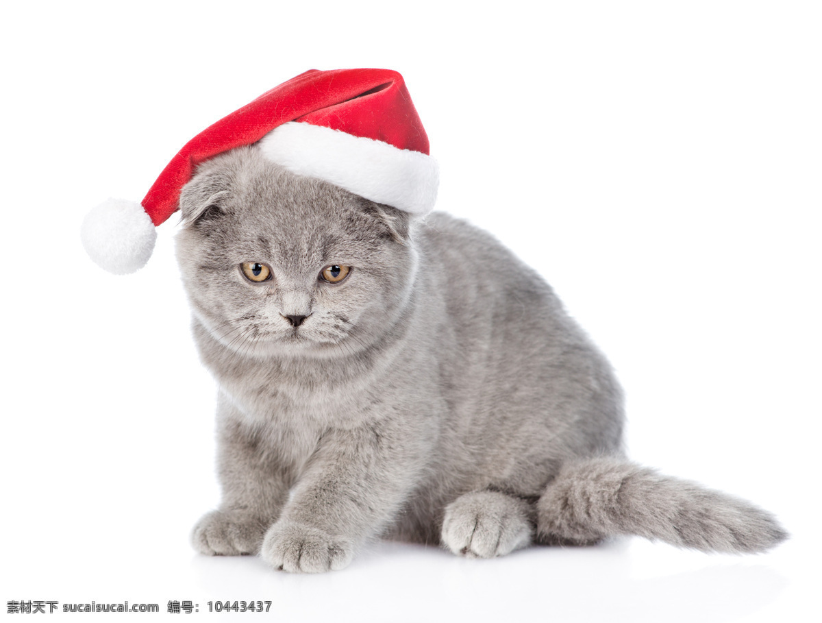 宠物 猫狗 动物 圣 圣诞帽 可爱 呆萌 生物世界 家禽家畜