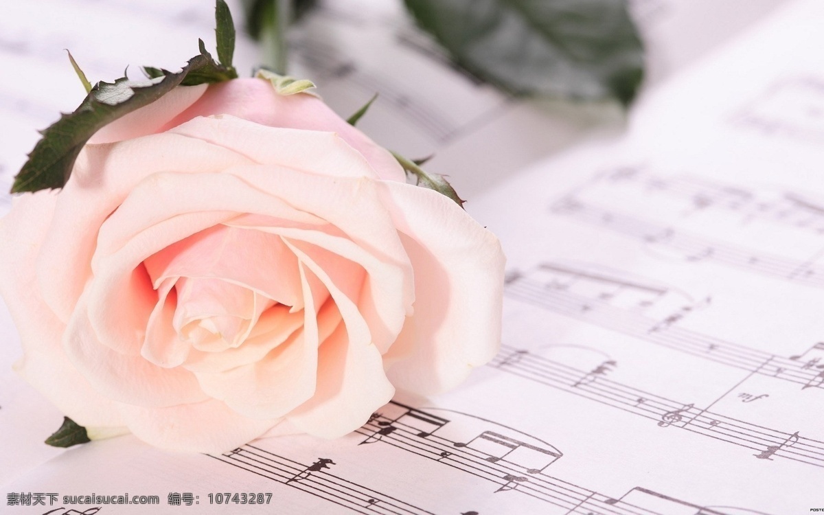 歌谱 上 粉色 玫瑰 粉色玫瑰 唯美 白色