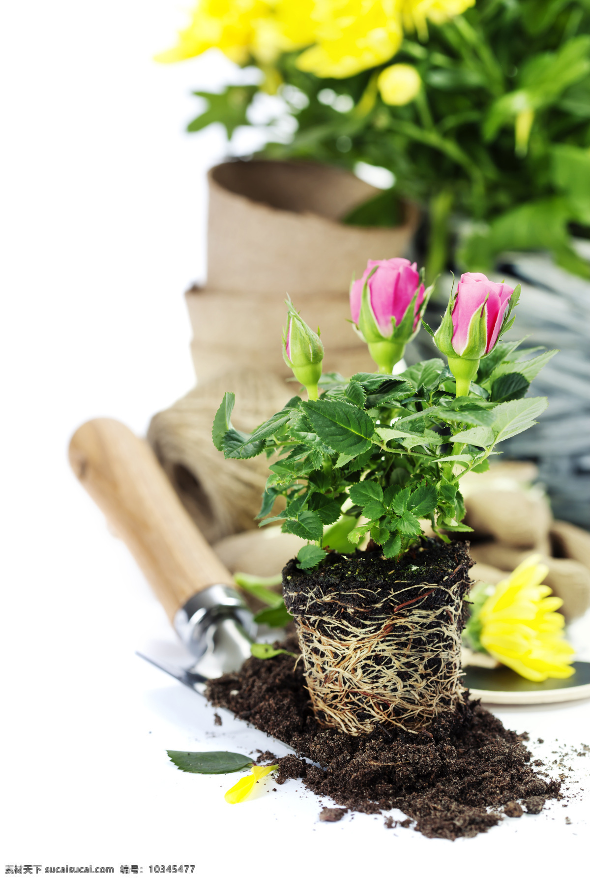 花卉 园林工具 植物盆栽 盆栽 花瓶 鲜花 园林景观 花朵 绿化 花草树木 花 水果蔬菜 餐饮美食 白色