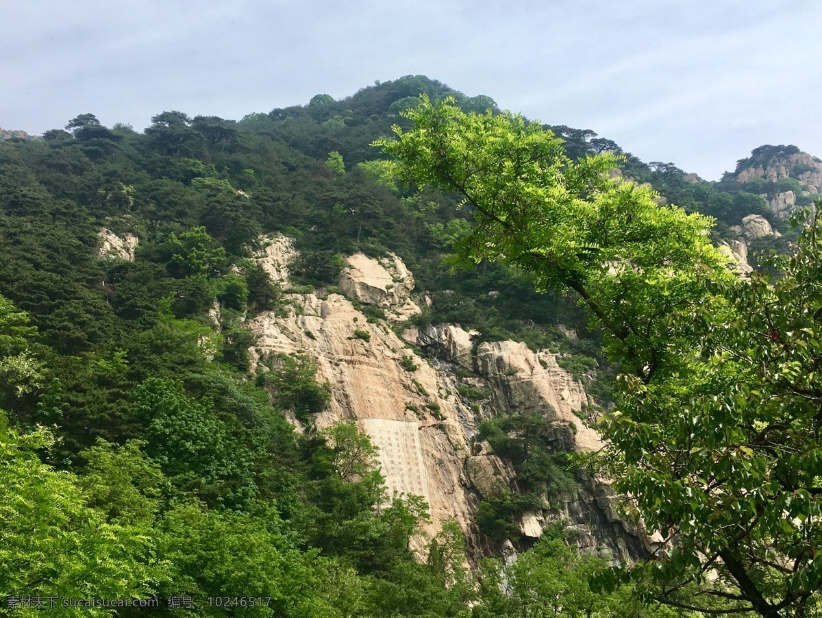 泰山风景 泰山 山 树 生态 绿色 自然景观 自然风景