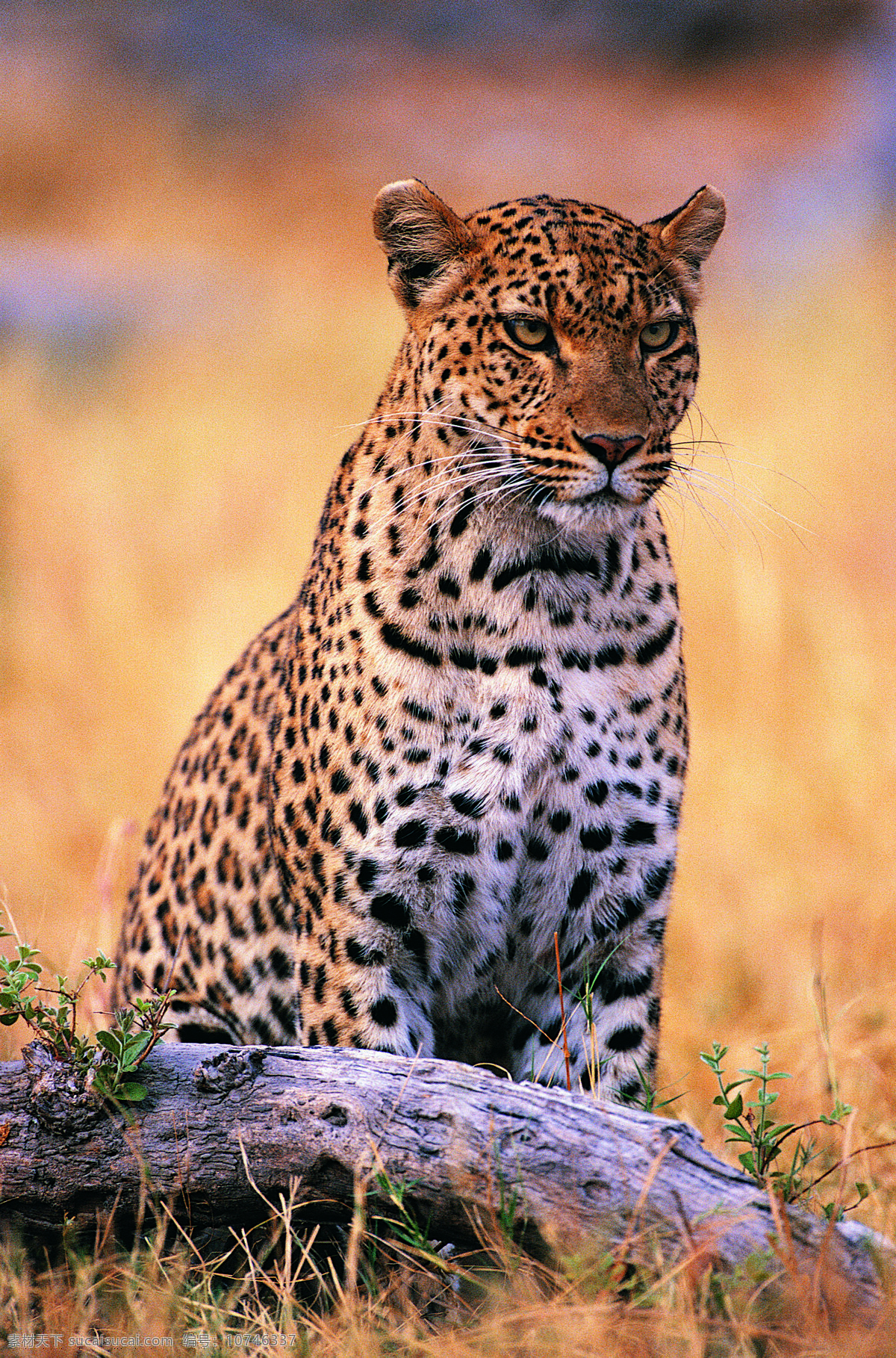 草原上的猎豹 野生动物 动物世界 猎豹 豹子 金钱豹 草原 摄影图 陆地动物 生物世界 黄色
