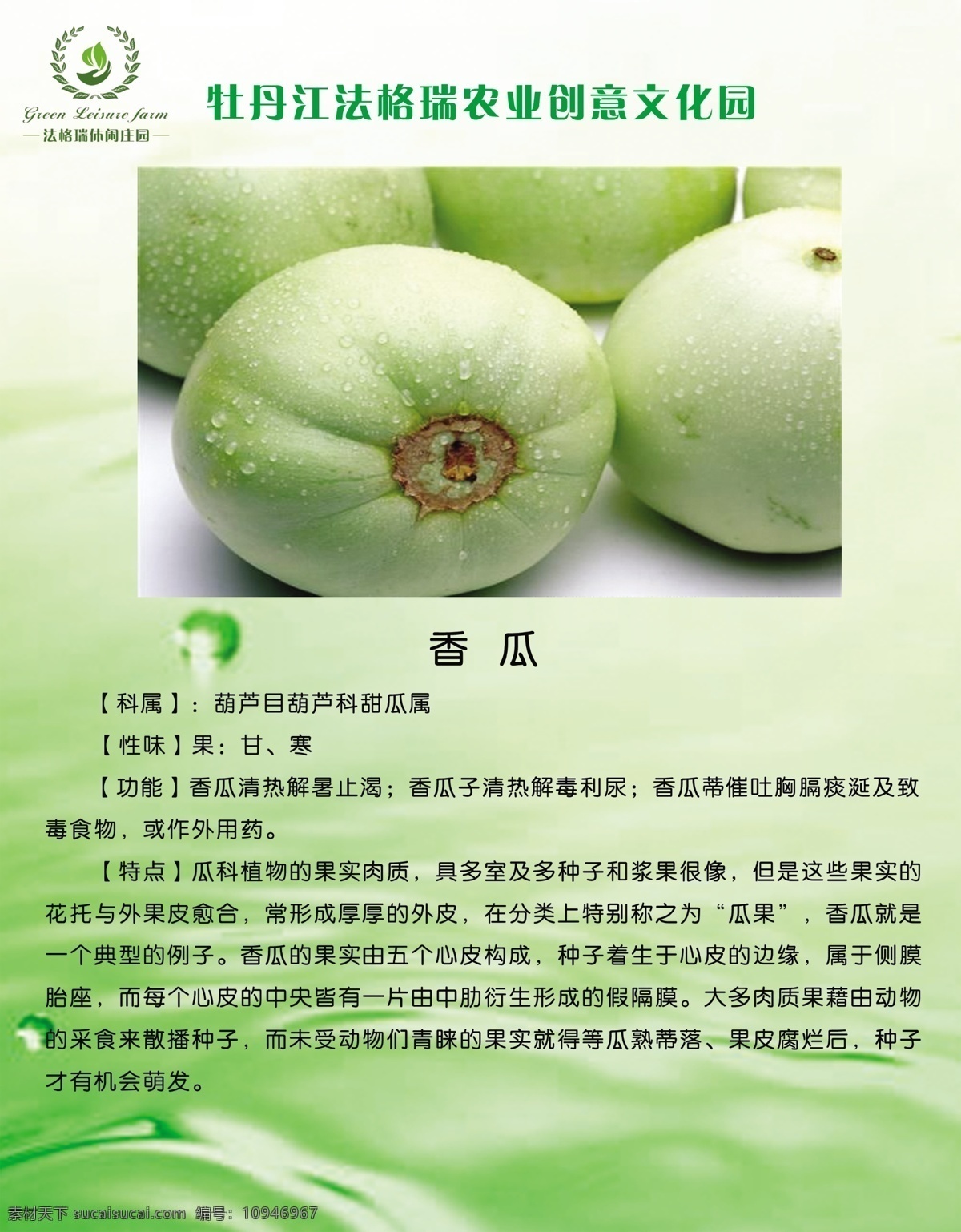 果蔬介绍 香瓜 农业 农业知识 展板 绿色 水滴 生态 展板模板
