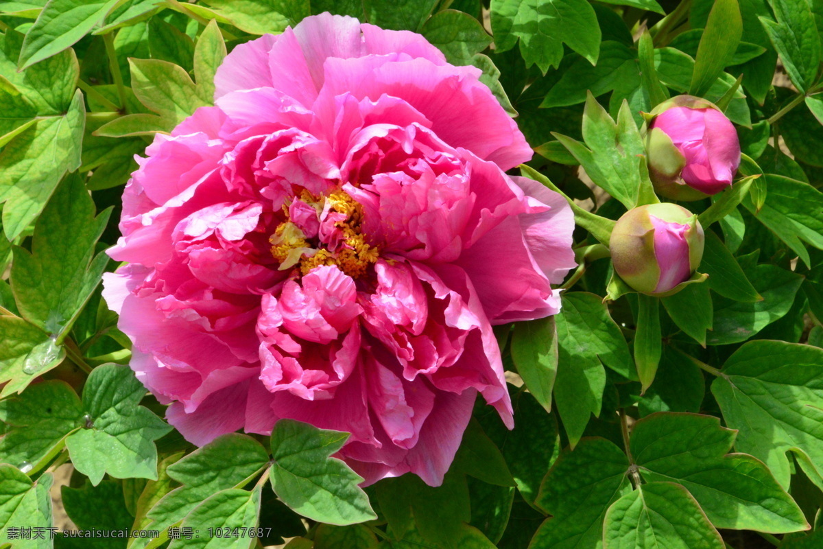 牡丹花 牡丹 观赏花卉 鼠姑 木芍药 百雨金 洛阳花 花朵 花瓣 花蕊 花卉 花儿 花草 植物 园林绿化 绿化景观 芍药牡丹 生物世界