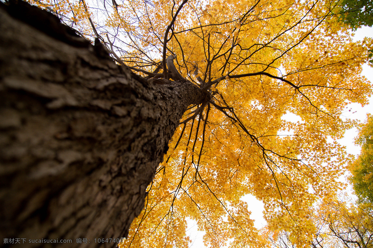 秋天的树 黄叶 秋叶 树叶 叶子 黄色的树叶 自然风景 自然景观