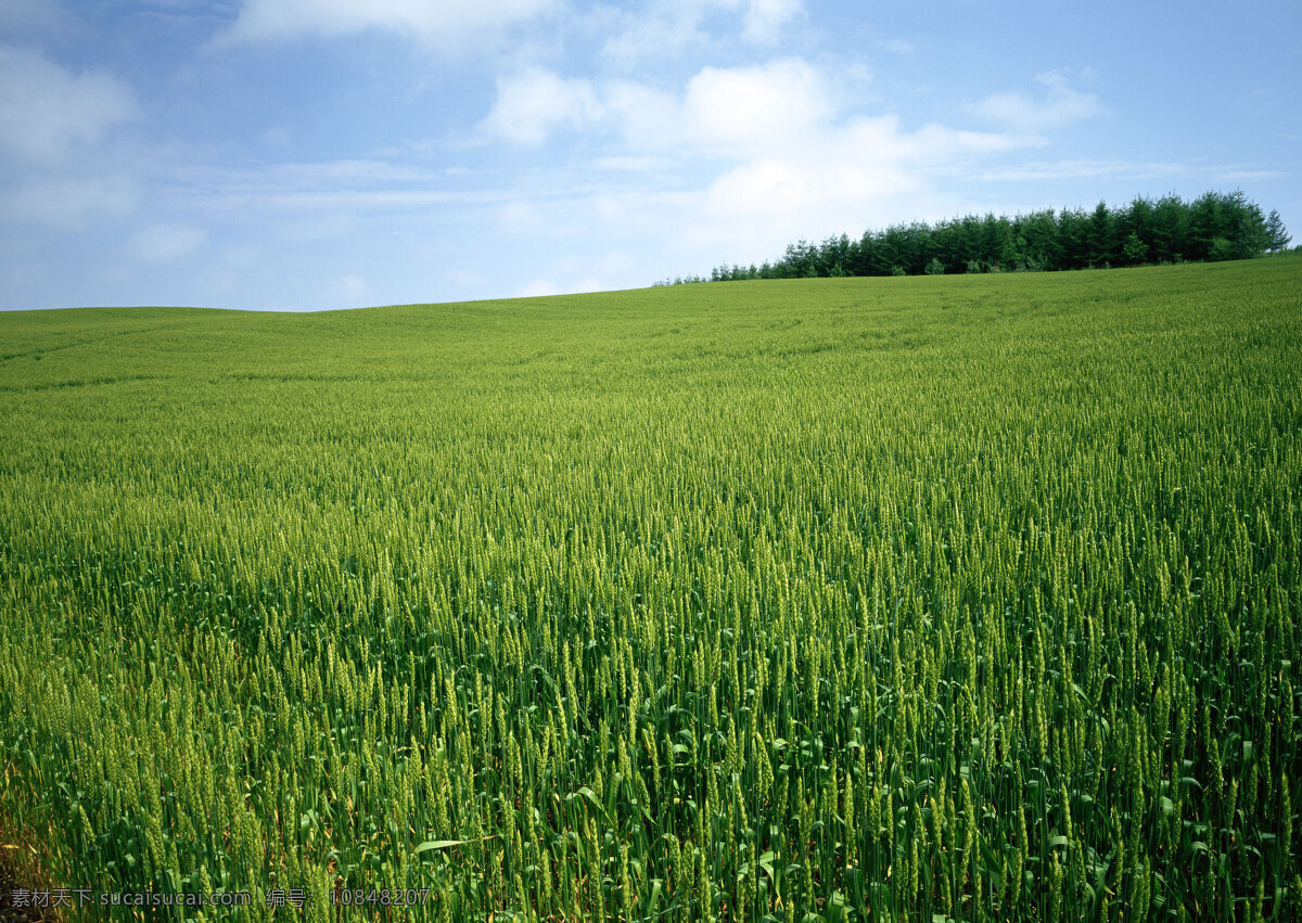 田园风光 田园景色 小麦 小麦成长 小麦种植 农业生产 农业种植 农业图片 农业索材 蓝天白云 麦田 自然景观