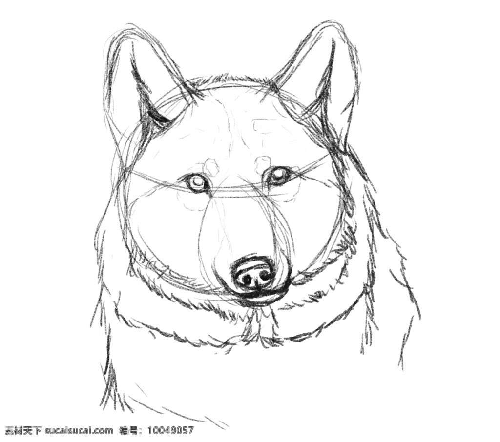 狼的wip ps笔刷