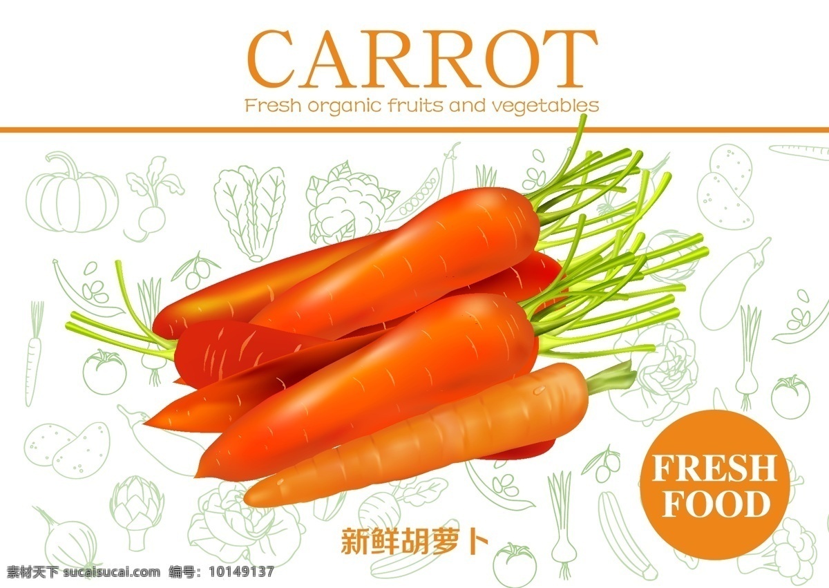新鲜 胡萝卜 蔬菜 绿色 环保 天然