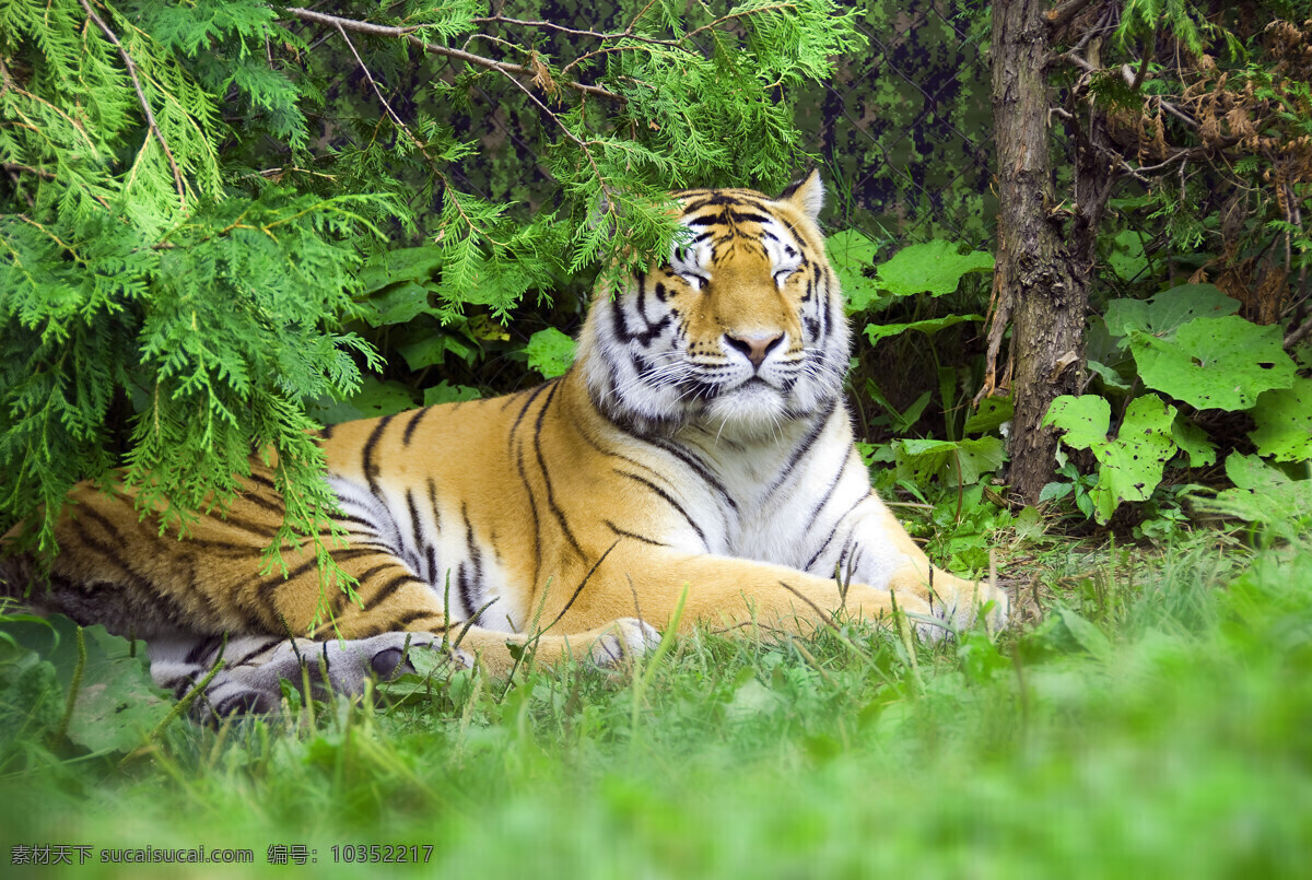 趴在 草地 上 老虎 猛虎 野生动物 动物世界 动物摄影 陆地动物 生物世界