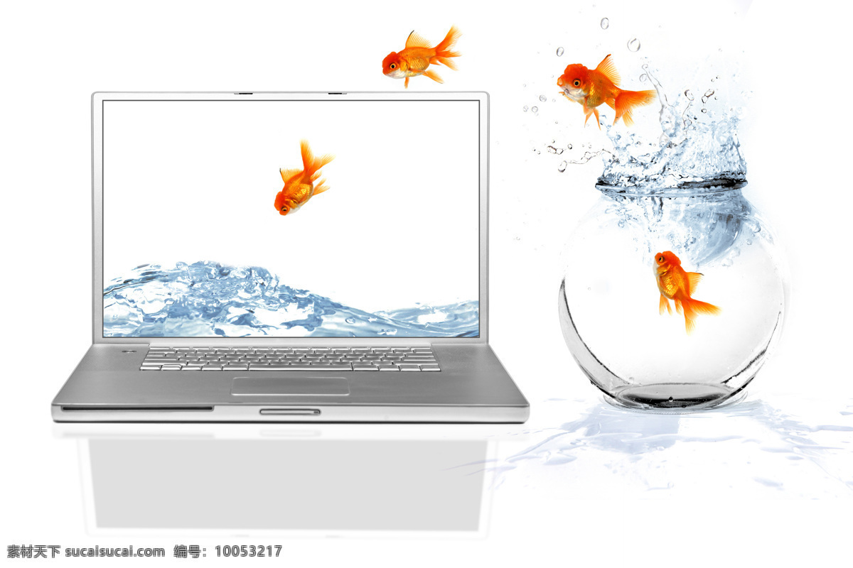 金鱼 手提电脑 电脑 水 鱼缸 水花 鱼 水中生物 生物世界