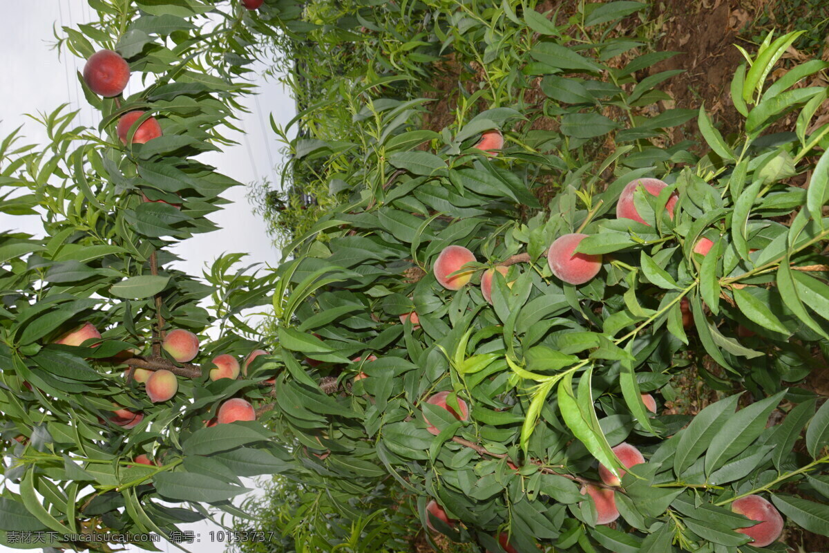 桃子 桃树 桃树枝 红桃 红桃桃子 成熟 果实 采摘 种植 果园 水果园 桃园 旅游摄影 自然风景