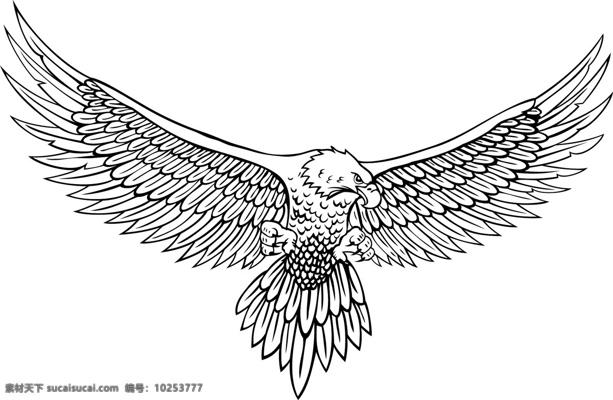 白描 鹰 矢量 翅膀 矢量素材 线条图 展翅 白描图 傲视 利爪的鹰 矢量图 其他矢量图