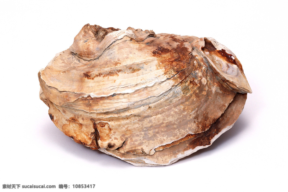贝壳 化石 昆虫 鱼类 自然景观 贝壳化石 海底化石 科普化石 地质化石 生物世界