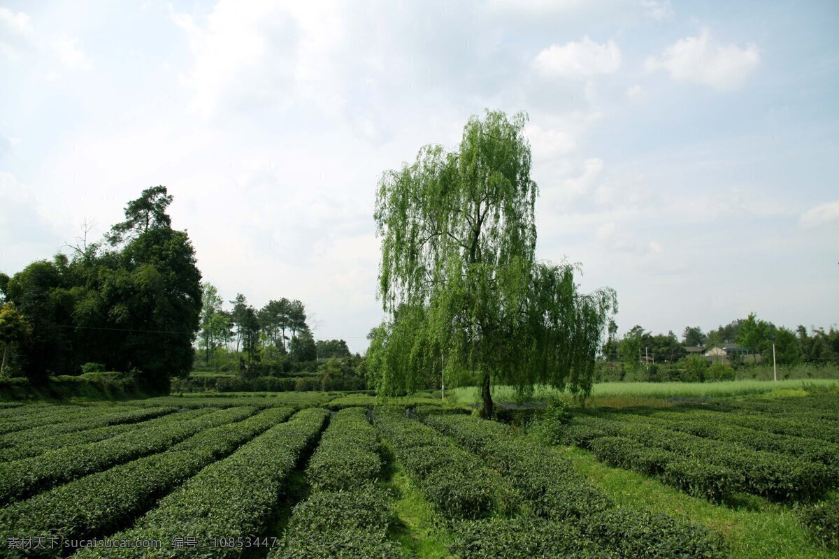 生态 茶园 成都市 蒲江县 风景 生活 旅游餐饮