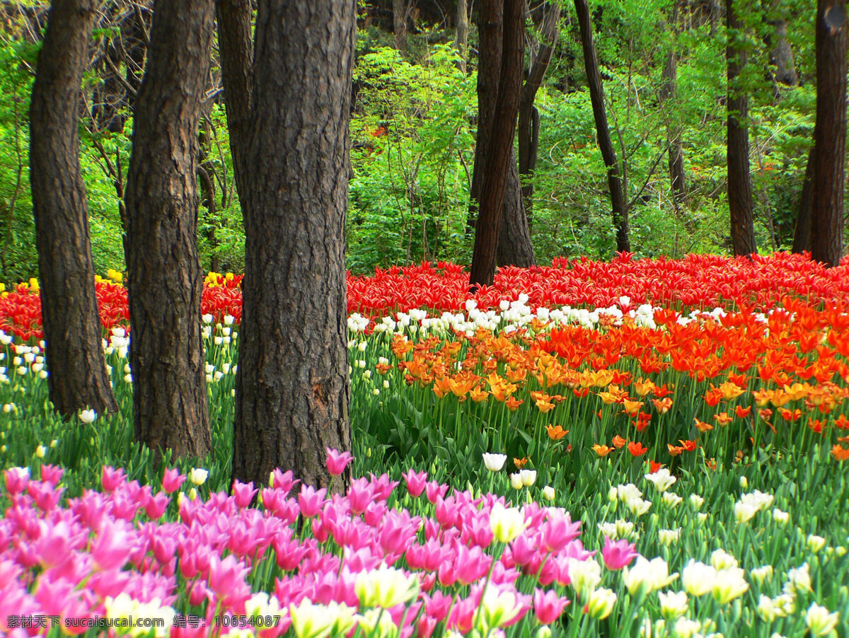 自然风景 风景 风景背景 风景花朵 风景画 风景画图片 风景素材 风景图 风景图片 花 绿色植物 树 植物 植物背景 生活 旅游餐饮