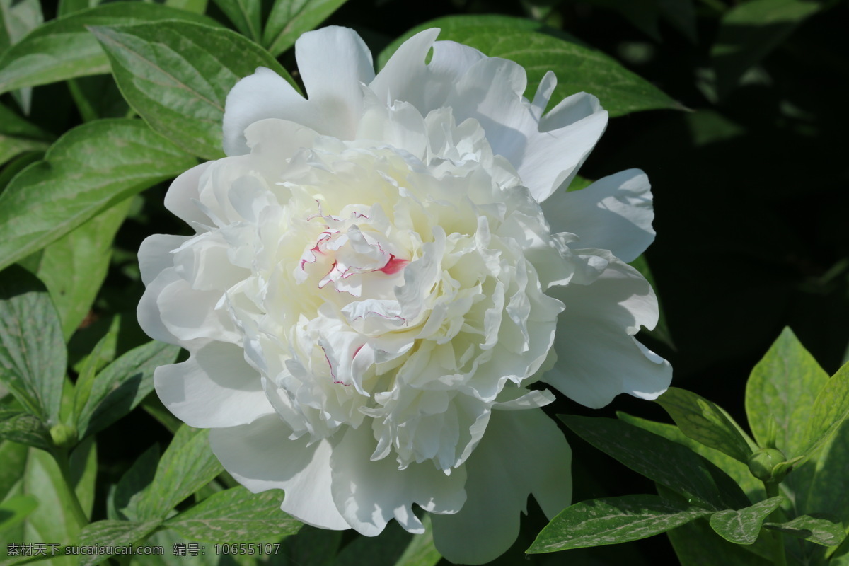 芍药花 芍药 将离 离草 花卉 花儿 花骨朵 花草 植物 园林绿化 绿化景观 花朵 花蕊 芍药牡丹 生物世界