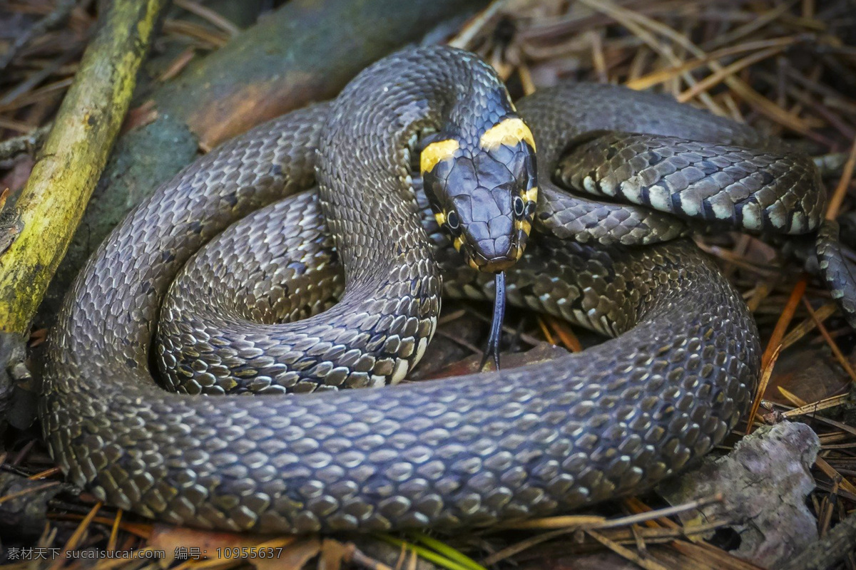 小龙 虵 蟒蛇 小蛇 snake serpent python 蛇类 dendroaspis polylepis 花蛇 爬行类 爬行动物