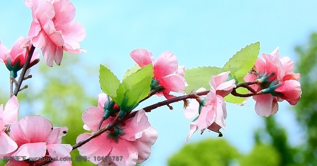 粉色花 粉色 樱花 实拍 实拍花 植物 高清花 高清花朵 花朵 实拍高清素材 多媒体 实拍视频 动物植物 mov