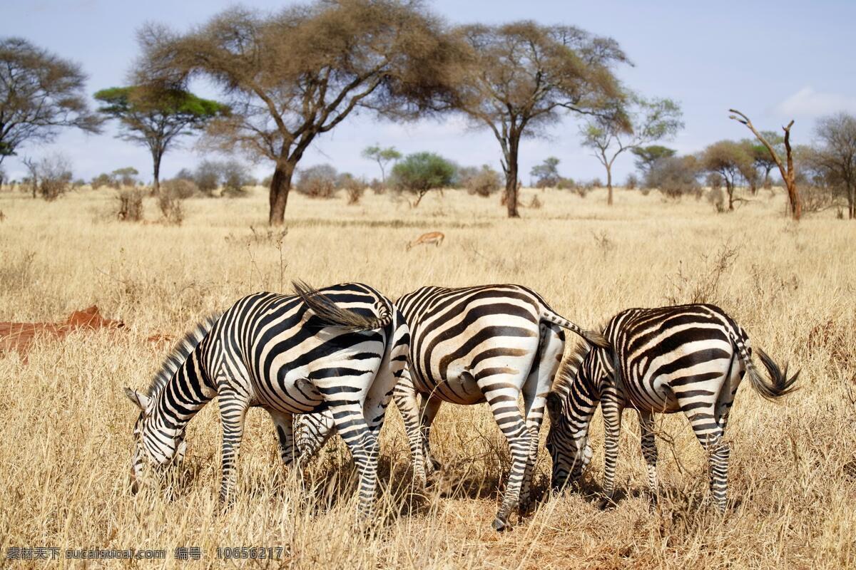 斑马 非洲 野生动物 看镜头 草原 大草原 非洲草原 吃草 觅食 低头 生物世界