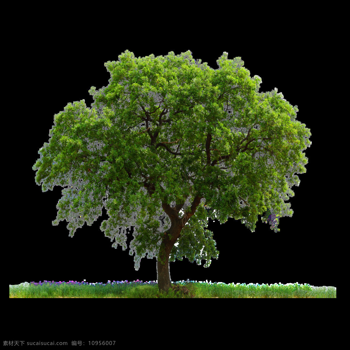 夏季 茂盛 绿树 元素 乘凉 树木 植物