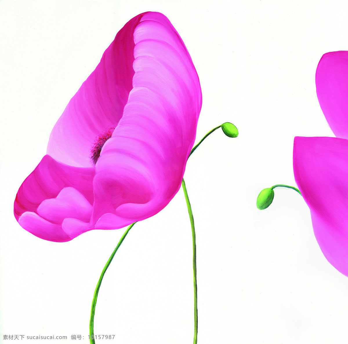 罂粟花 底纹边框 花边花纹 花卉 油画 紫色罂粟 现代无框画 装饰素材