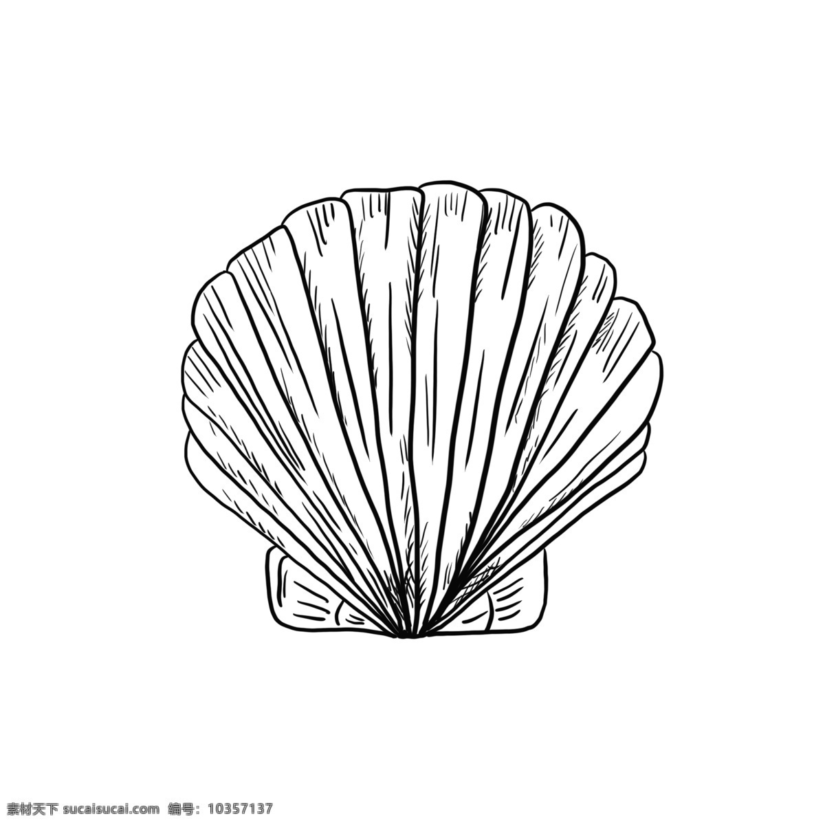 海鲜 贝壳 手绘 线 稿 元素 壳类 海洋 线稿 黑白 珍珠贝壳 卡通 装饰 海鲜食品 海洋食物