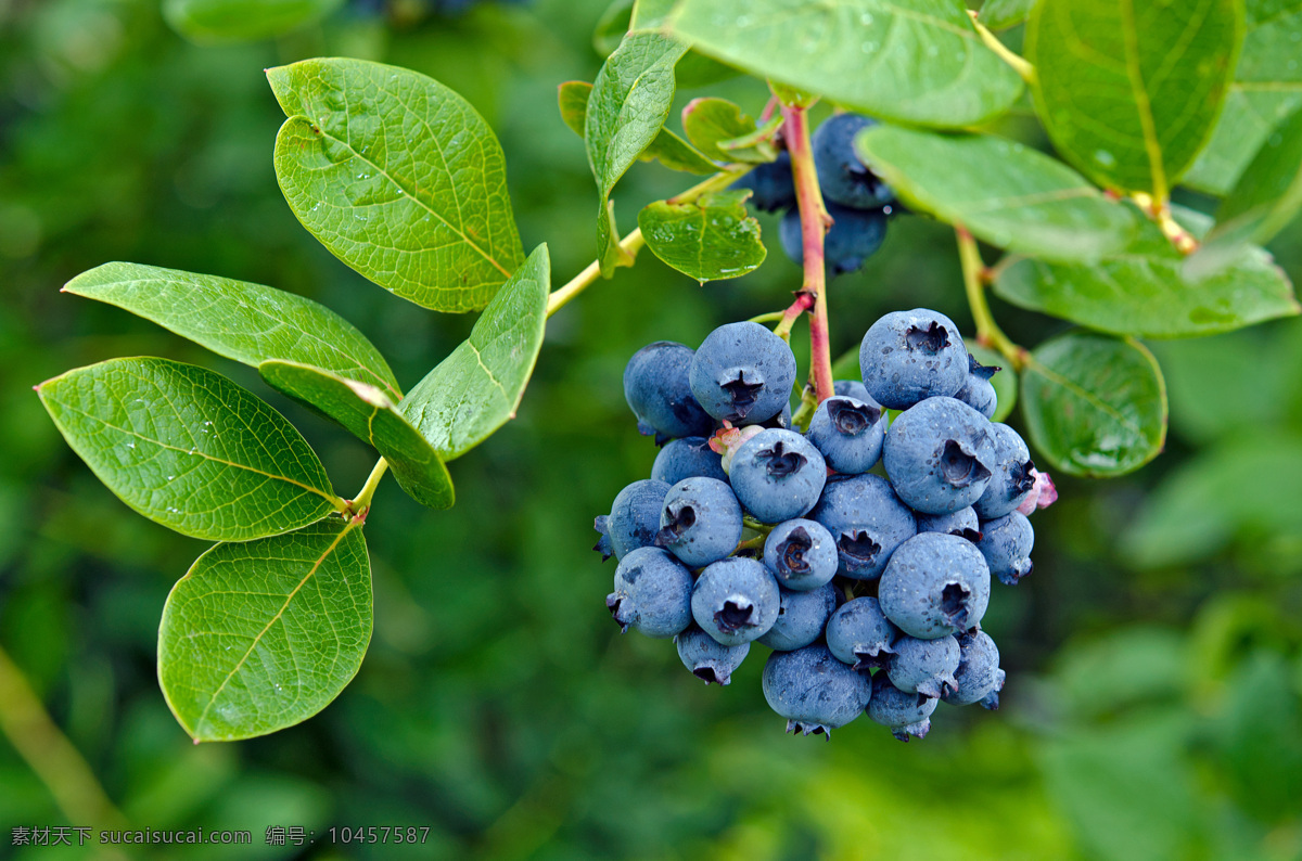 蓝莓 蓝莓果酱 蓝莓汁 水果 鲜果 新鲜 新鲜蓝莓 美味蓝莓 原生态蓝莓 生物世界