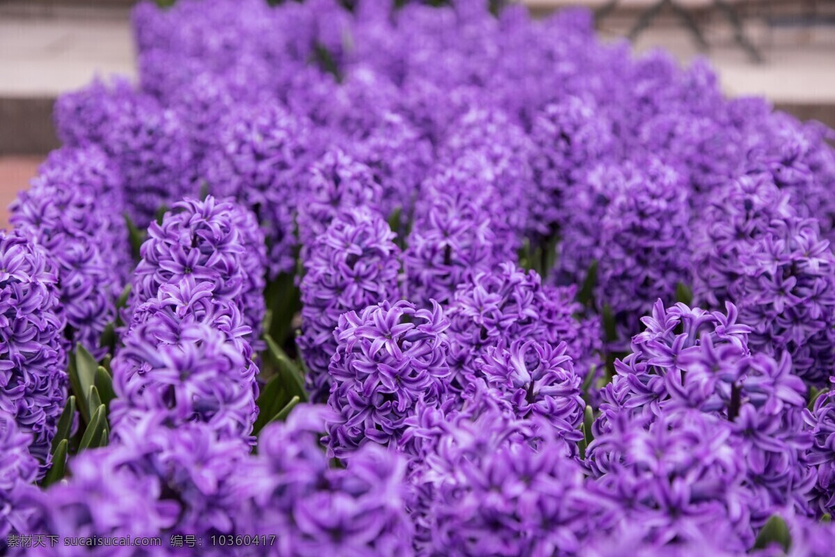 紫色 风信子 高清 紫风信子 花卉 花朵 紫色花朵
