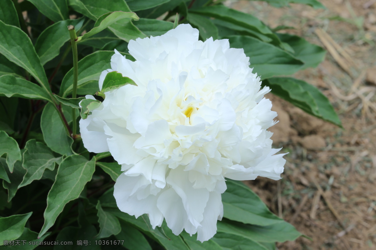 芍药花 芍药 草本植物 观赏花卉 将离 离草 花卉 花儿 花骨朵 花草 植物 园林绿化 绿化景观 花朵 花蕊 芍药牡丹 生物世界