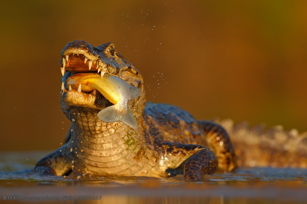 吃 鱼 鳄鱼 水中生物 动物 野生动物 动物世界 动物摄影 生物世界