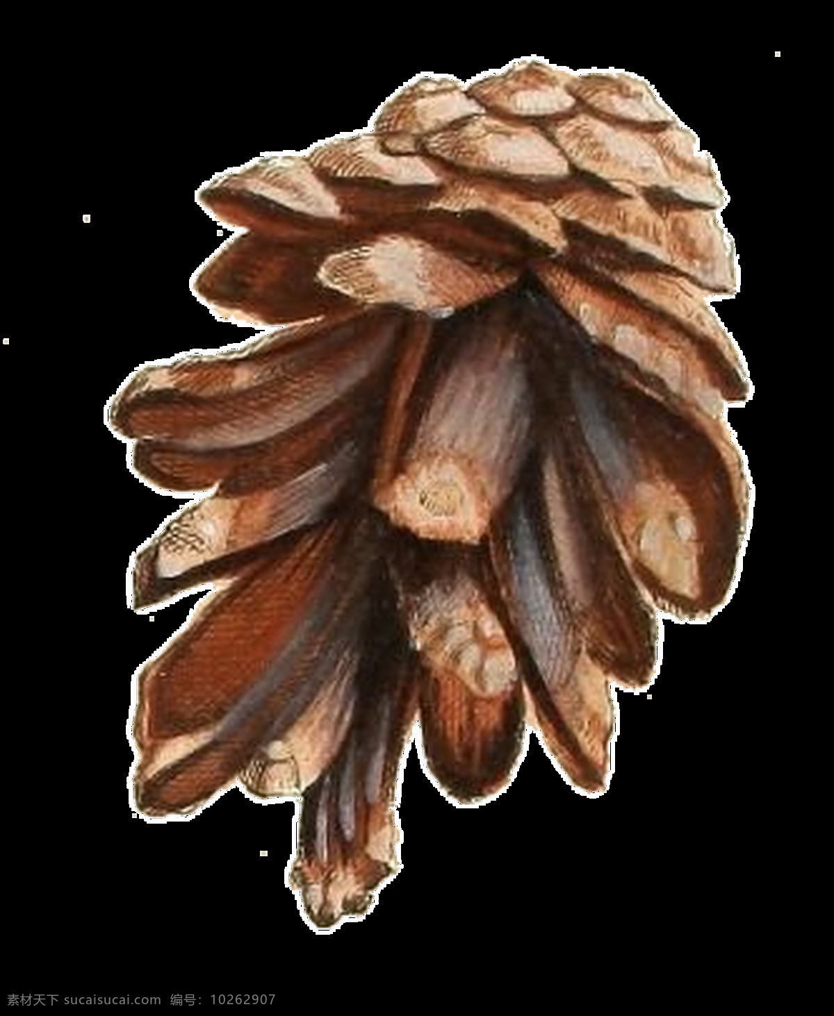手绘 逼真 一个 松果 透明 植物 花纹 免扣素材 水彩 透明素材 野生 装饰图片 棕色