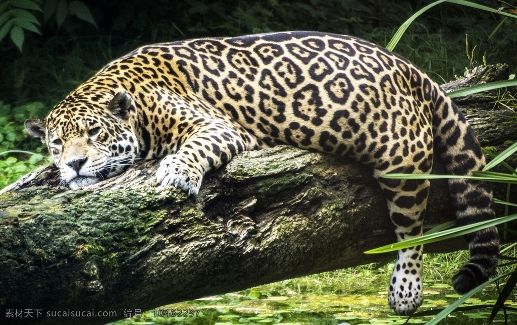 豹子 豹 panthera pardus 金钱豹 文豹 银钱豹 leopard panther 花豹 动物 猫科动物