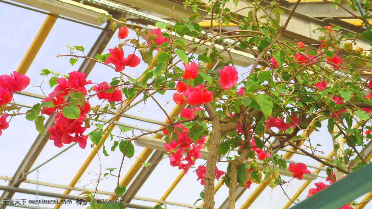 树枝 上 三角梅 植物 鲜花 花卉 花草树木 生物世界 白色