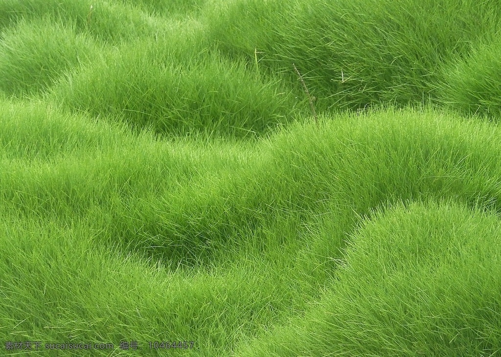 草地图片 草地 草坪 草 植物 绿色 青草 生物世界 花草
