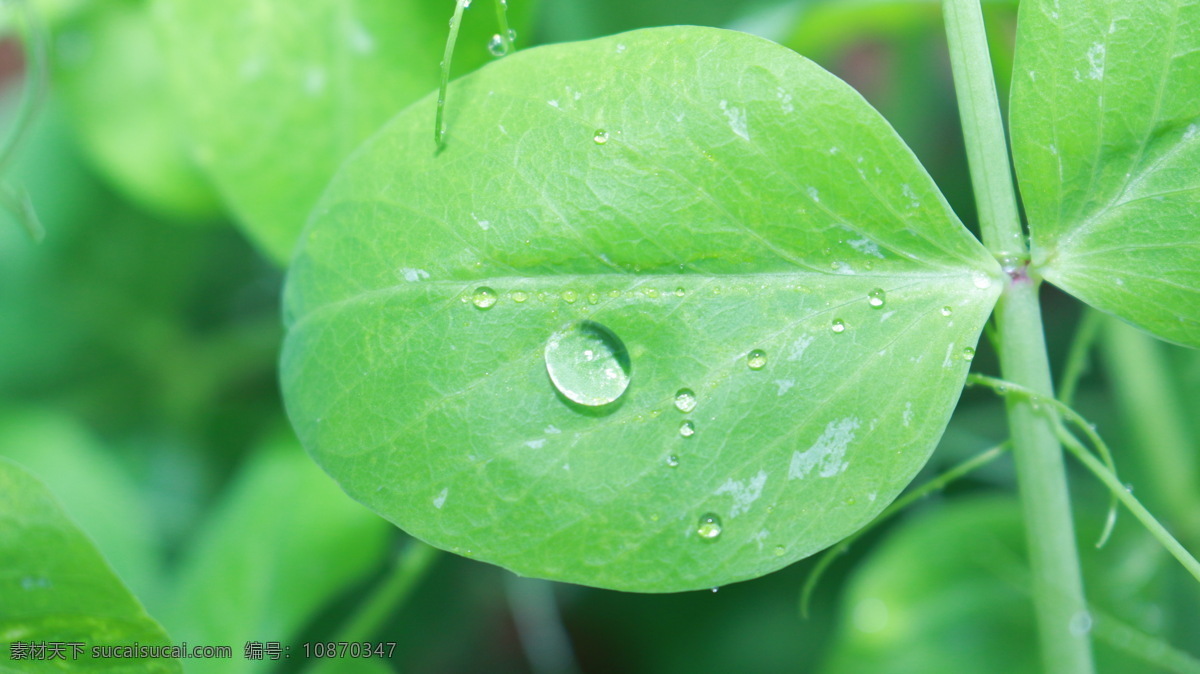 豆角 叶 菜园 露水 绿色 农业 生物 生物世界 蔬菜 豆角叶 植物 叶子 雨露 叶片 菜叶 植物生长 矢量图 日常生活