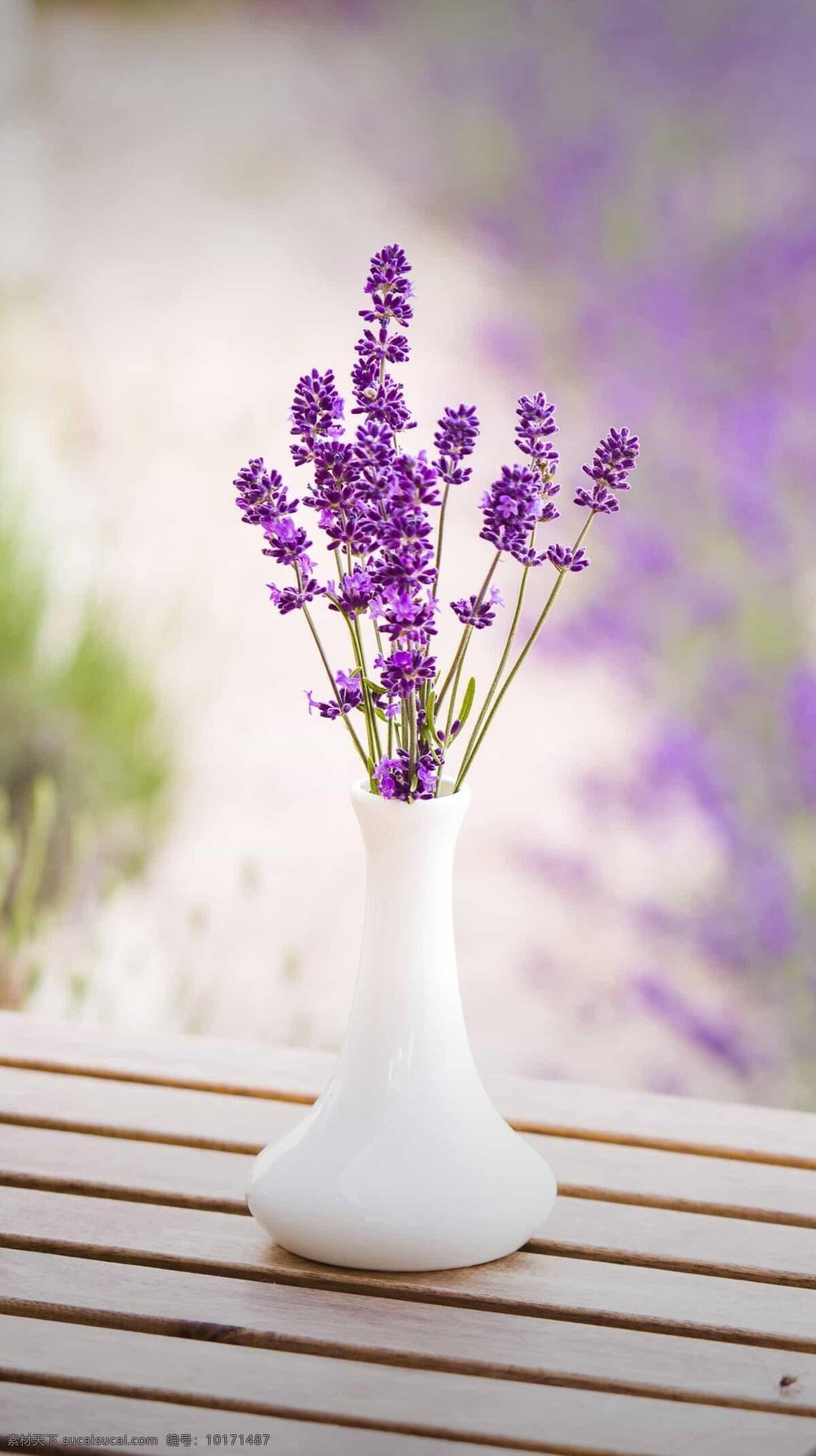 花图片 薰衣草 花 紫色 花瓶 装饰 摆件 植物