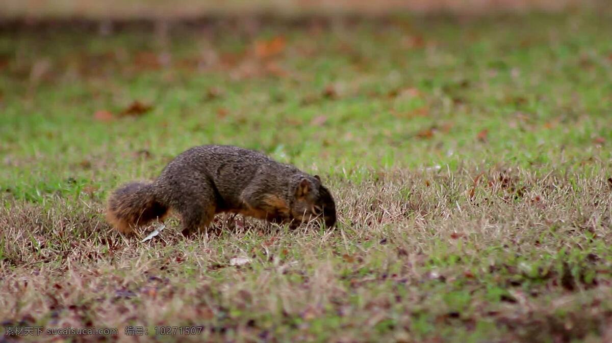 松鼠 探索 进食 宽 动物 自然 草 叶 秋天 吃 食物 小口咬 啃咬 坚果 橡子 宽的