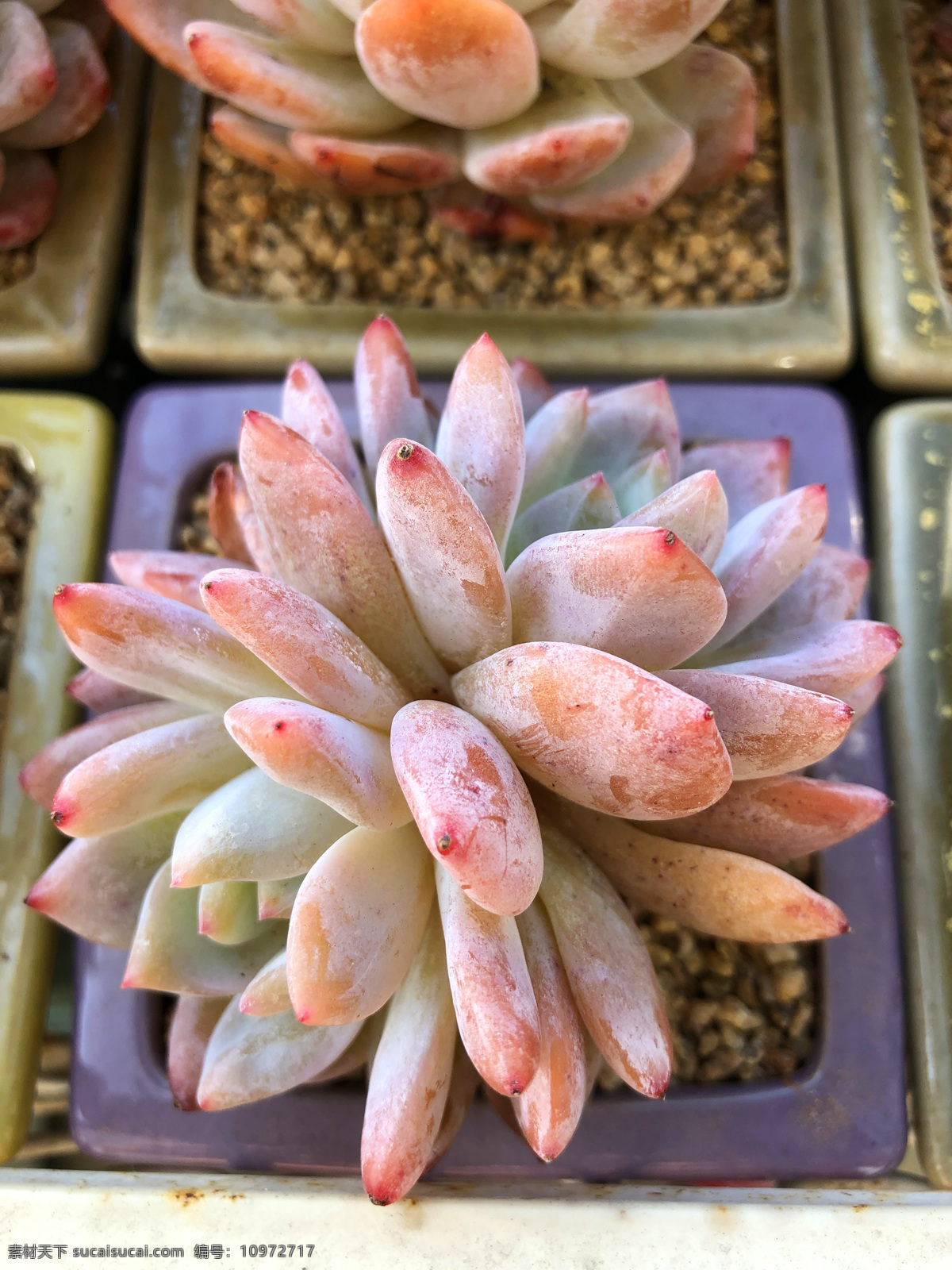 肉 橙 梦露 多肉植物 多肉植物海报 多肉植物花卉 多肉植物盆栽 多肉 植物 阳台盆景 多浆植物 热带植物 肉肉 花草 家庭盆景 花朵 家庭种植 阳台 办公桌盆景 盆景盆栽 肉质植物 可爱多肉 多肉植物淘宝 多肉植物天猫 盆栽 盆景 海报 多肉绿植 生物世界