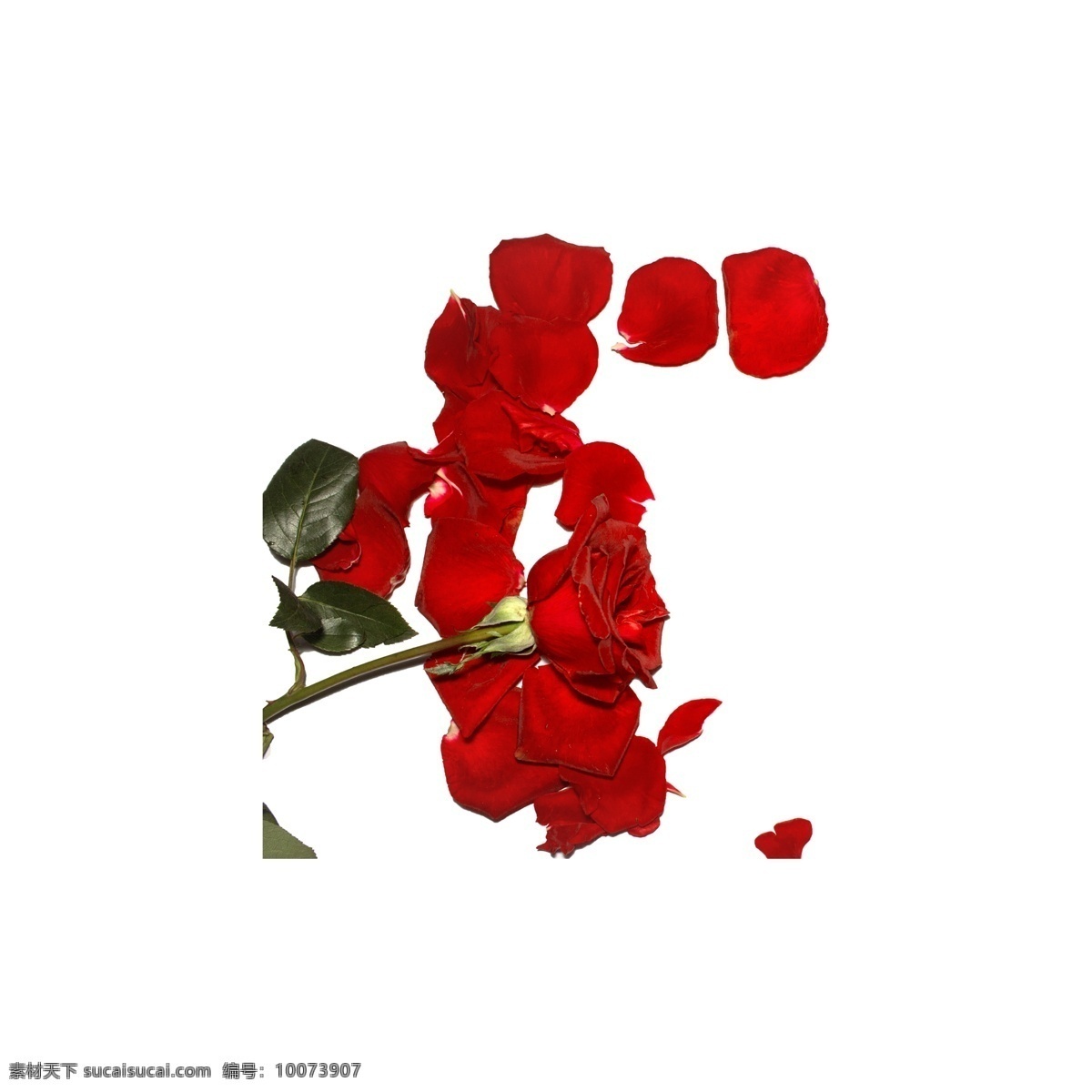 玫瑰 花瓣 免 抠 红色 红玫瑰 玫瑰花瓣 植物 爱情 情人节 红玫瑰免抠 实物 拍摄 鲜花 花卉