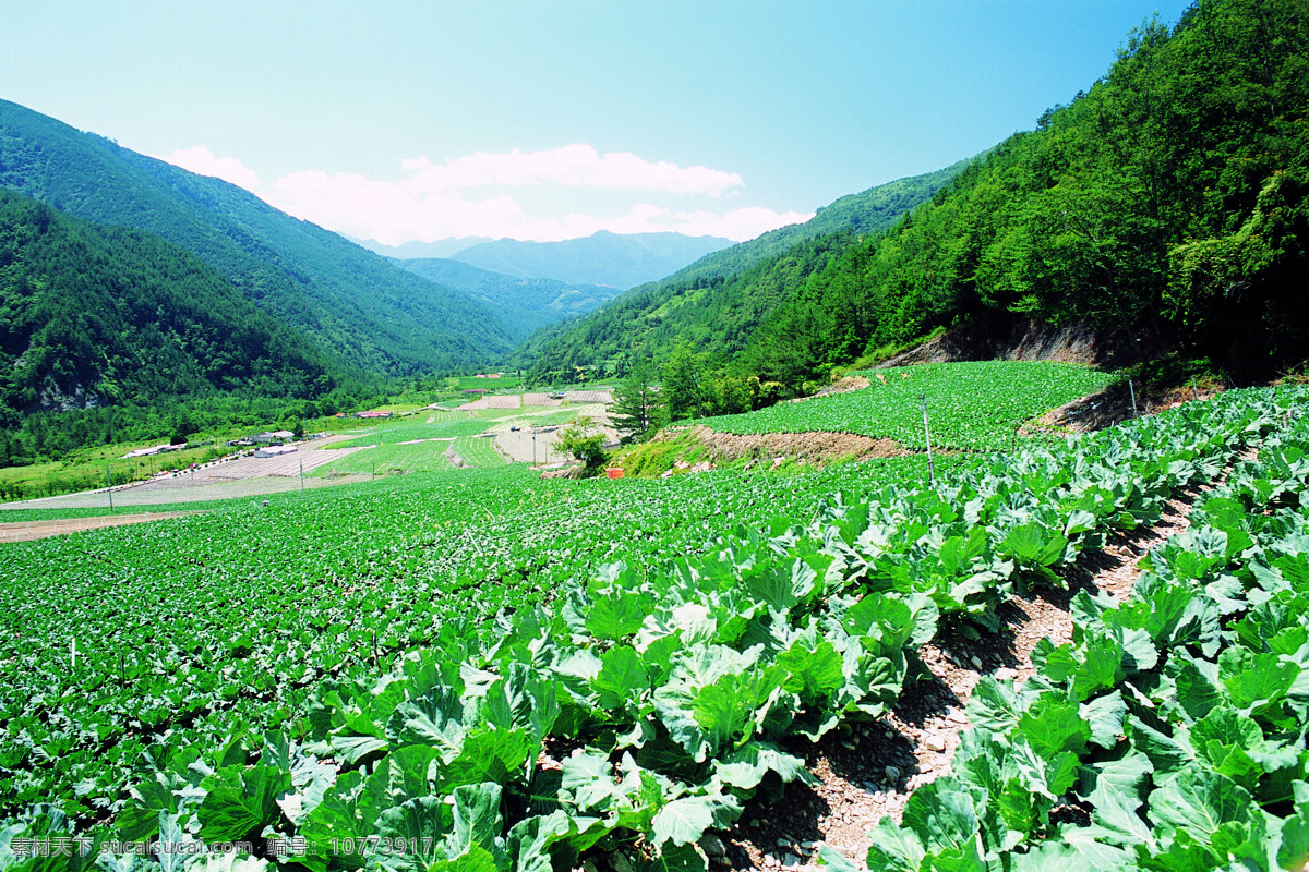 菜地菜园子 蔬菜免费下载 菜地 瓜果 农产品 农作物 蔬菜 田园 植物 庄稼 菜园子 风景 生活 旅游餐饮