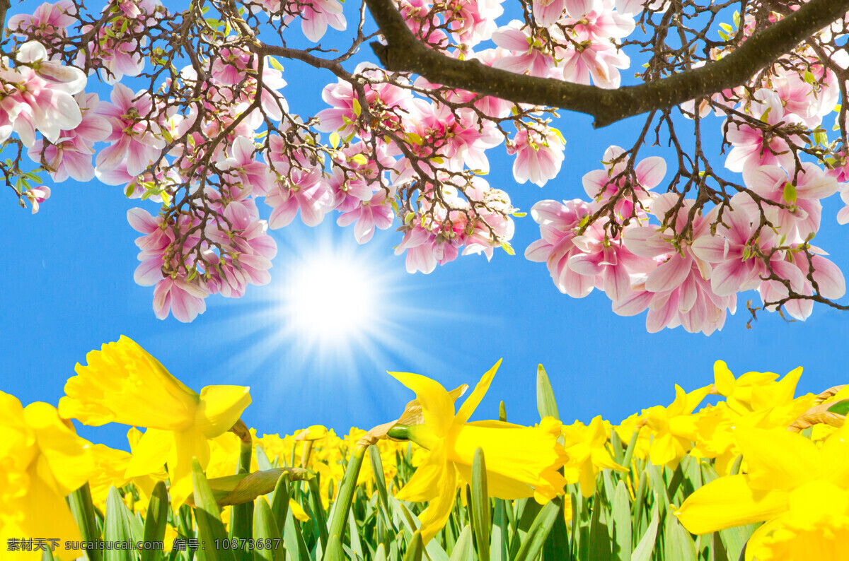 阳光 下 粉色 花朵 蓝天 太阳 植物 花卉 鲜花 黄色花朵 粉色花朵 山水风景 风景图片