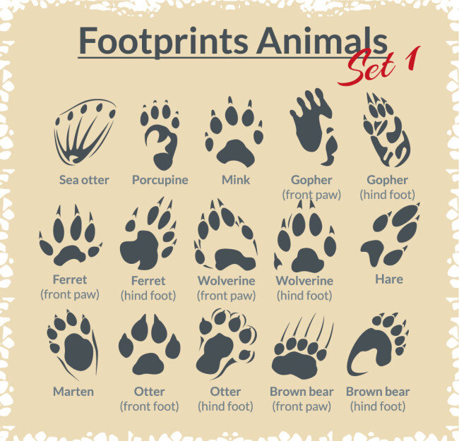 各种 动物 脚印 矢量 矢量素材
