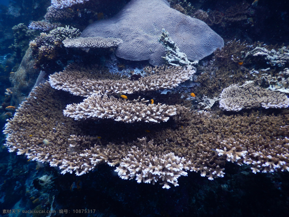 海底 深海 大海 蓝珊瑚 旅游摄影 国内旅游