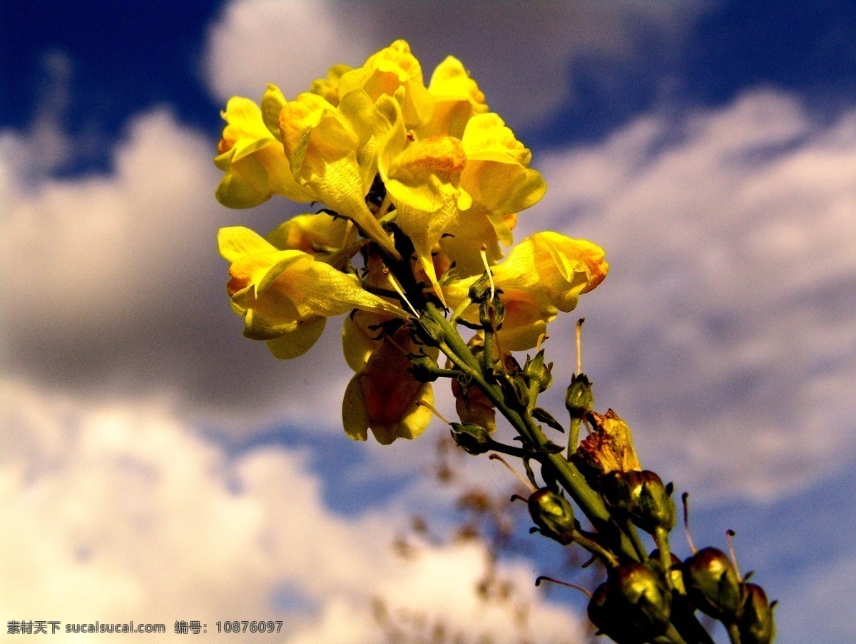 蓝天白云 黄色花朵 鲜花 花卉 花草树木 自然风光 秋季自然景色 秋天美丽风景 秋天风光 蓝天 下 美丽 黄色 花朵 自然风景 自然景观